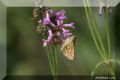 Hesperia comma